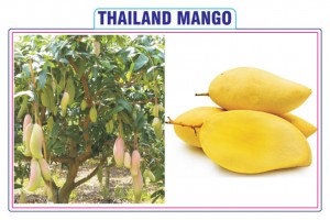 THAILAND MANGO